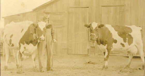 EverettCows.jpg