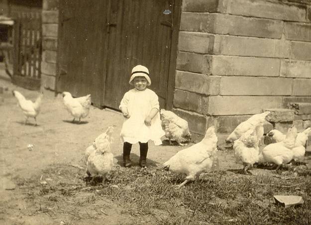 Chickens.jpg